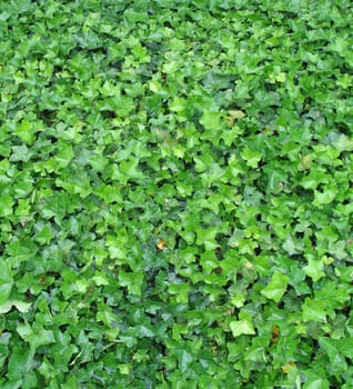 green leaves background