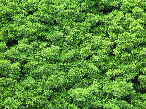 green leaves background