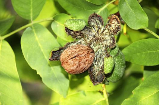 ripe walnut in opened shell over tree leaves background