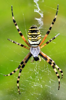 Argiope bruennichi spider eating in the web