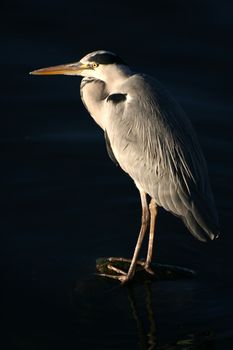 Grey Heron fishing at the waterside