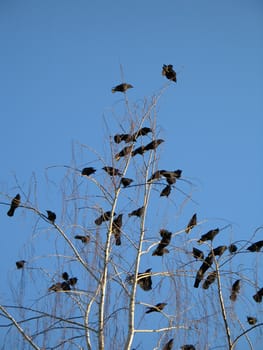 crow family in a tree
