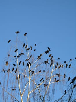 crow family in a tree