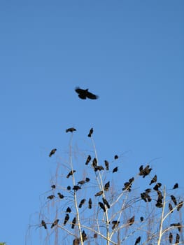 crow family in a tree