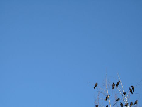 crow family in a tree