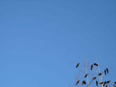 crow family in a tree