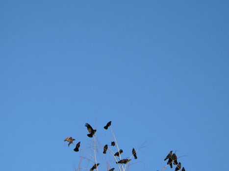 crow family in a tree