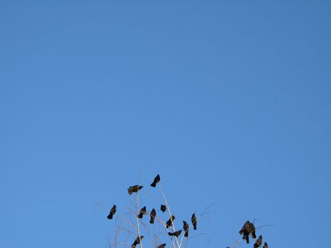 crow family in a tree