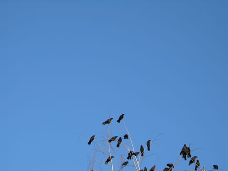 crow family in a tree