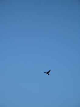 crow flying in the blue sky