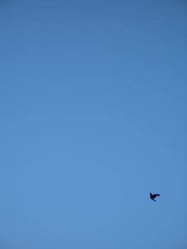 crow flying in the blue sky