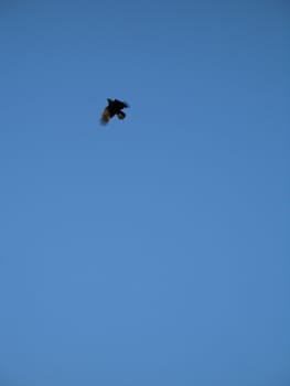 crow flying in the blue sky