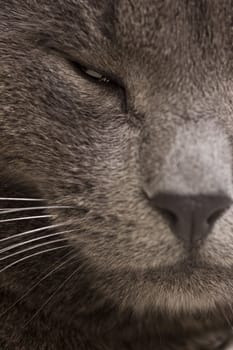 Close-up portrait of gray cat