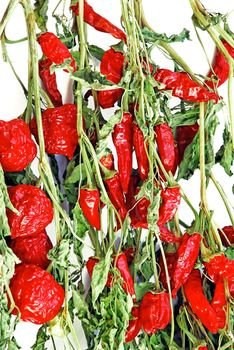 Dry red hot chilly peppers plants over white