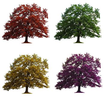 four oak trees in seasons colors isolated over white