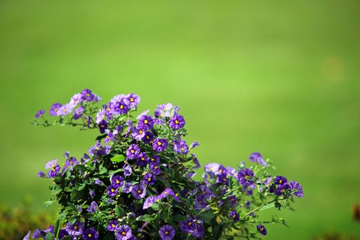 green in the background with lilac flower foreground