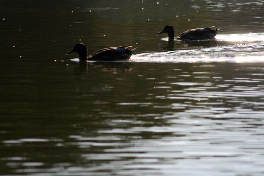 ducks swans and gooses in the nature
