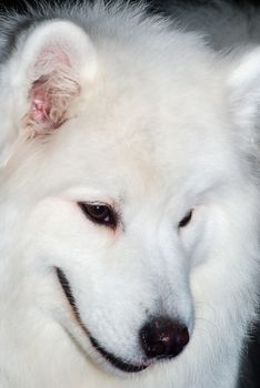 Close-up Portret of the Samoyed husky dog