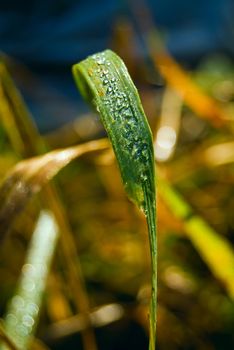 Summer. Drops of dew on the grass