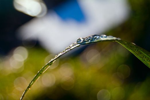 Summer. Drops of dew on the grass