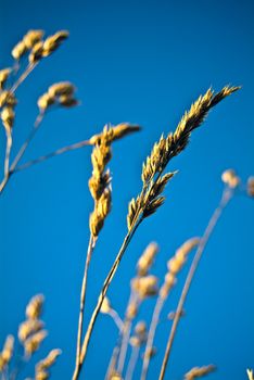 Shoot of the Cereals on the sky background