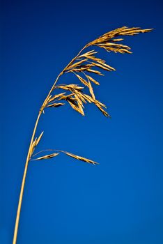 Shoot of the Cereals on the sky background