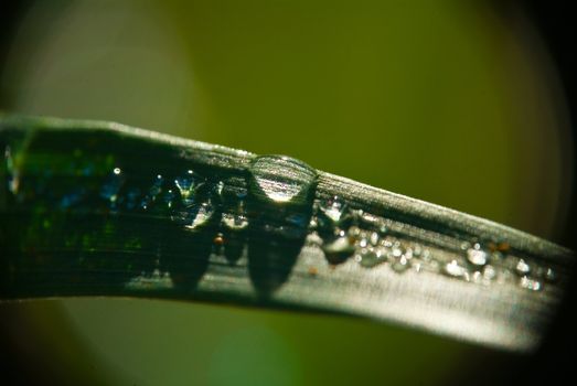 Summer. Drops of dew on the grass