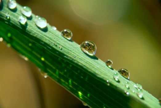 Summer. Drops of dew on the grass