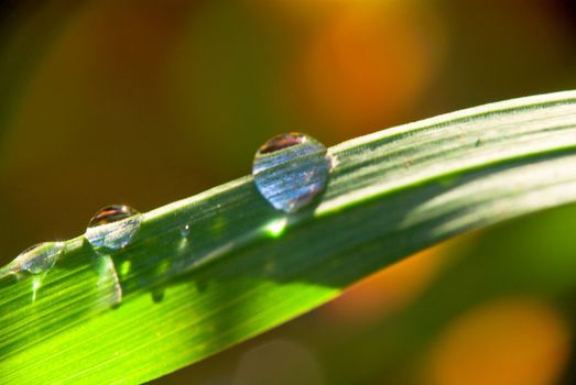 Summer. Drops of dew on the grass