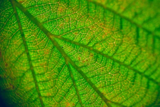 extreme close-up shoot of the green leaf