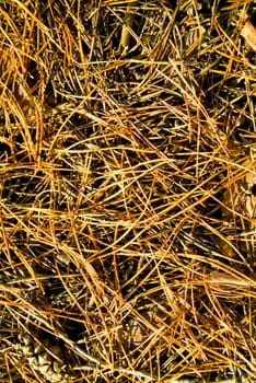 Texture of the brown pine tree needles