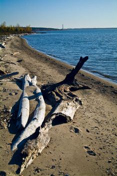 Landscape with white logs on the sea coastline 