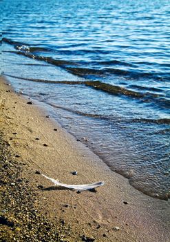 feather on the sand on the coast