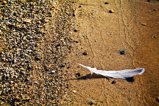 The feather on the golden sand Close-up