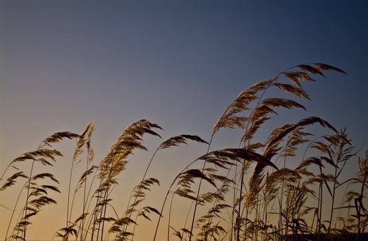 Shoot of the Cereals on the sky background