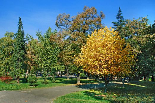yellow and green trees in par over blue sky