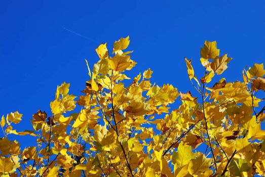 yellow tree leaves seasonal background over blue sky