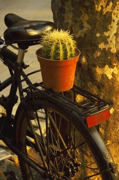 old bicycle with a plant on the back over a tree