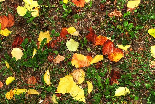 yellow and red wet autumn leaves over green grass