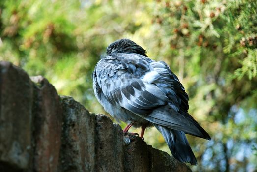 rock pigeon ruffled up over brick fence