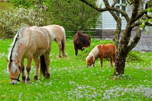 Horses and ponies in a garden. The field is covered by flowers
