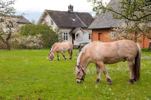 Two horses in a flowery meadow surrounded by flowering fruit trees