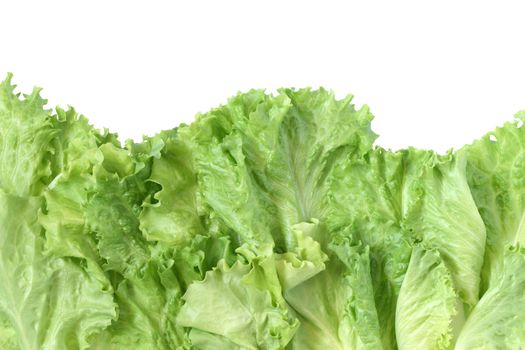 Background made from freshness green lettuce leaves. Clipping path included