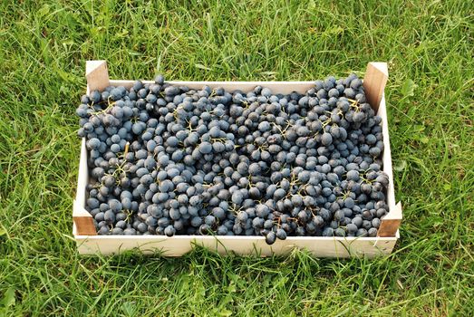 blue grapes bunches in wooden box over green grass