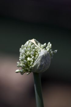 The head of a flowering organically grown red onion, red baron. Set against a soft focus background. close up detail of emerging flower head.