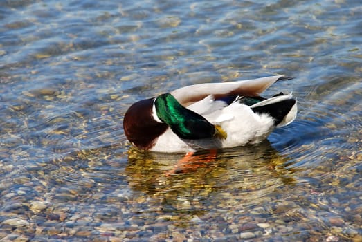 male duck green head over transparent water