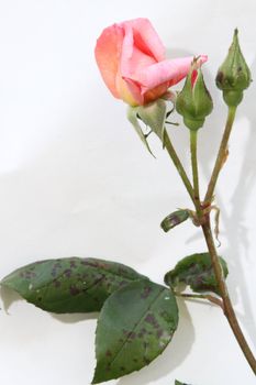 Pink rose flowering with blackspot leaf infection.