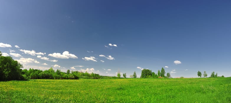 field of grass with dandelion on background distant wood in sunset