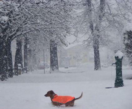 An orange-suited dog walks in the snow