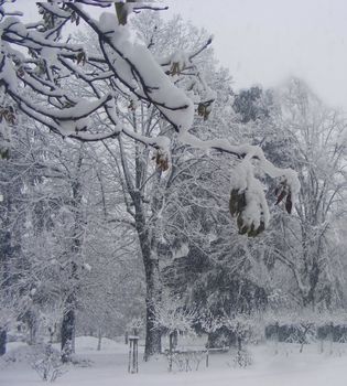 A snowy landscape